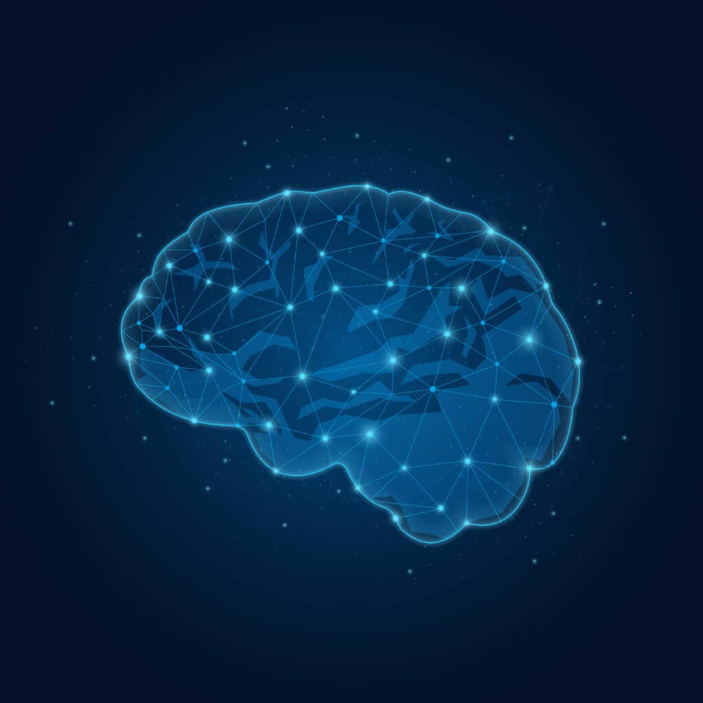 Vector illustration of a human brain